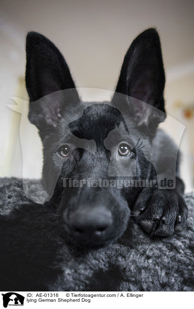 lying German Shepherd Dog / AE-01316