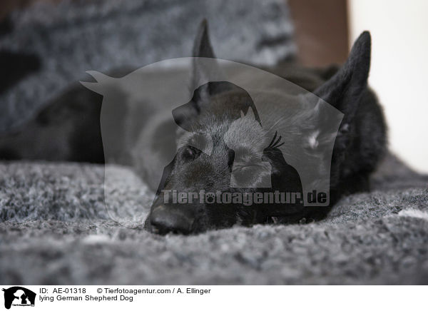 lying German Shepherd Dog / AE-01318