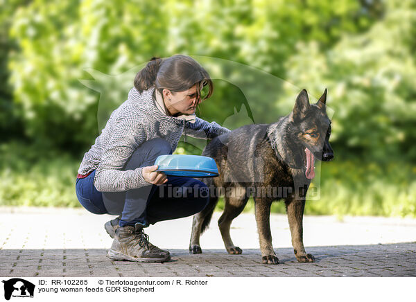 young woman feeds GDR Shepherd / RR-102265