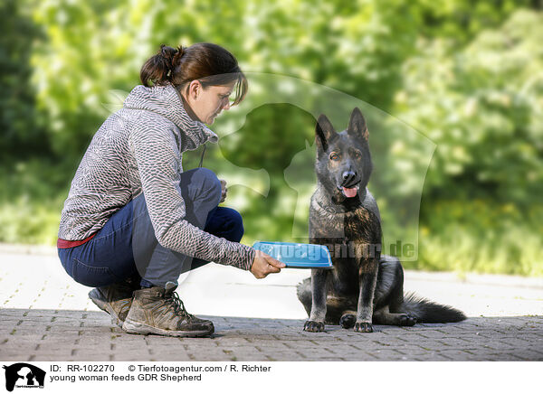 young woman feeds GDR Shepherd / RR-102270