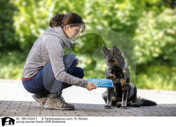 young woman feeds GDR Shepherd / RR-102271