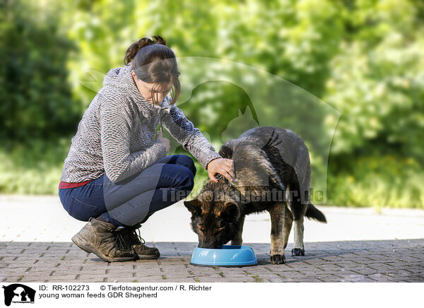 young woman feeds GDR Shepherd / RR-102273