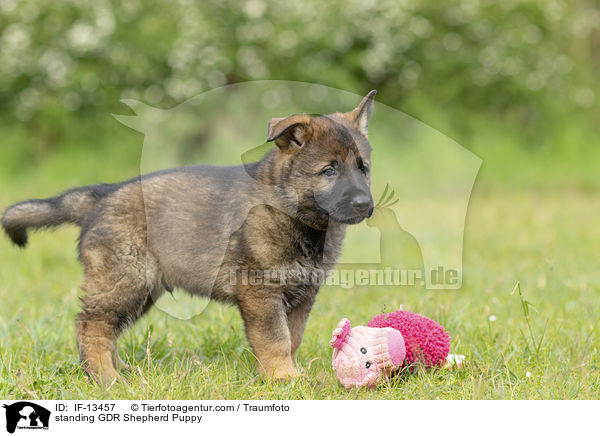 stehender DDR Schferhund Welpe / standing GDR Shepherd Puppy / IF-13457