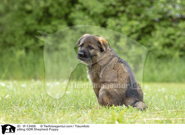 sitzender DDR Schferhund Welpe / sitting GDR Shepherd Puppy / IF-13468