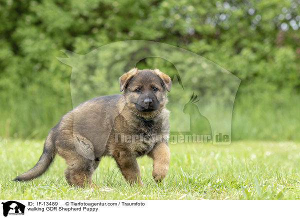 laufender DDR Schferhund Welpe / walking GDR Shepherd Puppy / IF-13489