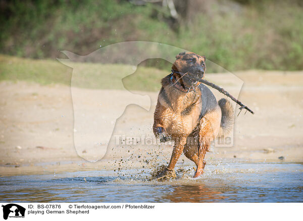 spielender Deutscher Schferhund / playing German Shepherd / BS-07876