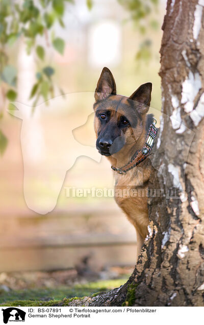 German Shepherd Portrait / BS-07891