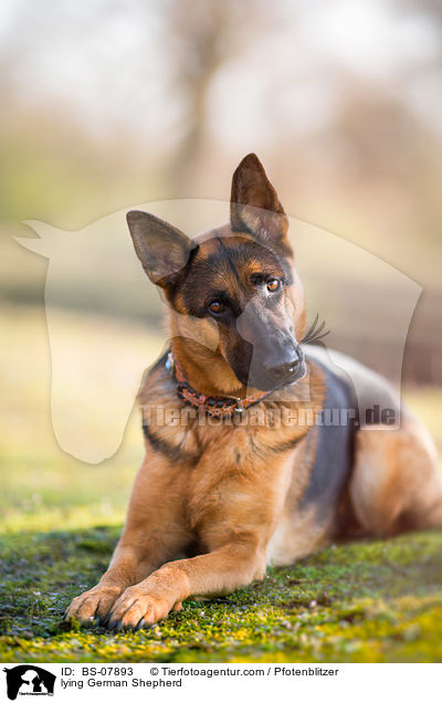 lying German Shepherd / BS-07893