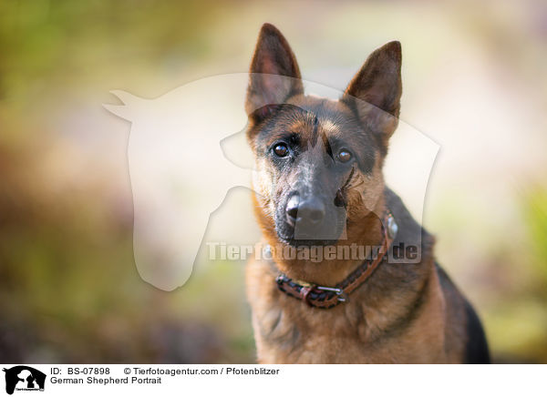 German Shepherd Portrait / BS-07898