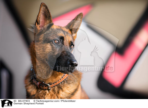 German Shepherd Portrait / BS-07903