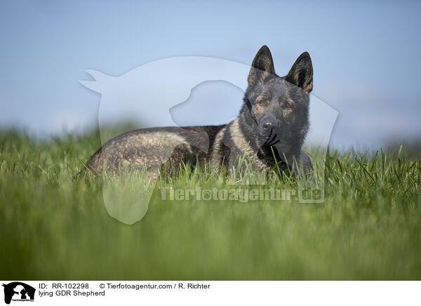 lying GDR Shepherd / RR-102298