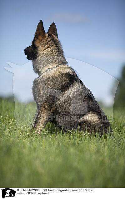 sitzender Deutscher Schferhund DDR / sitting GDR Shepherd / RR-102300