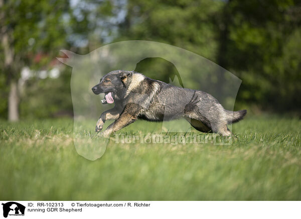 running GDR Shepherd / RR-102313