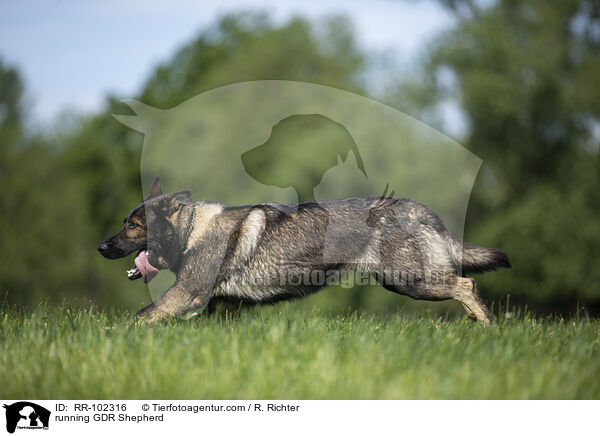 rennender Deutscher Schferhund DDR / running GDR Shepherd / RR-102316