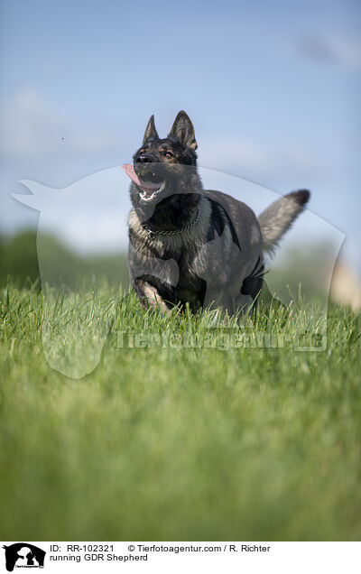 rennender Deutscher Schferhund DDR / running GDR Shepherd / RR-102321