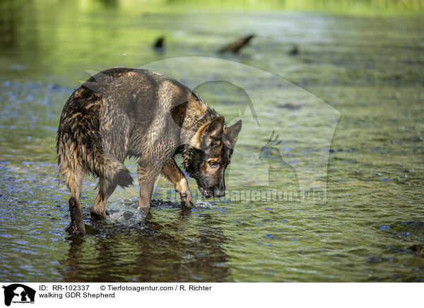 walking GDR Shepherd / RR-102337