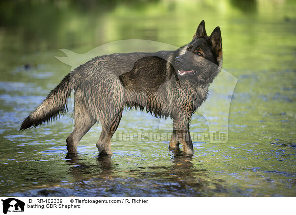 bathing GDR Shepherd / RR-102339
