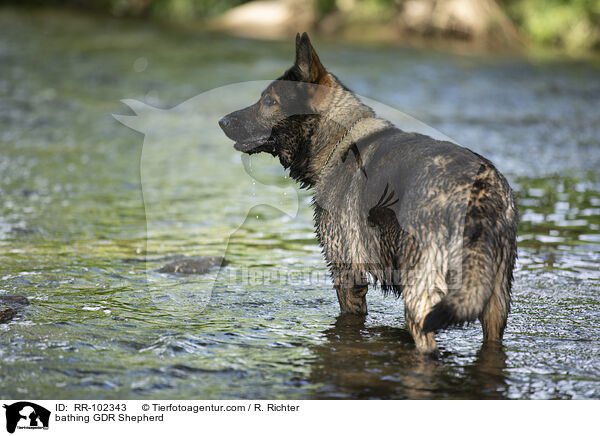 bathing GDR Shepherd / RR-102343
