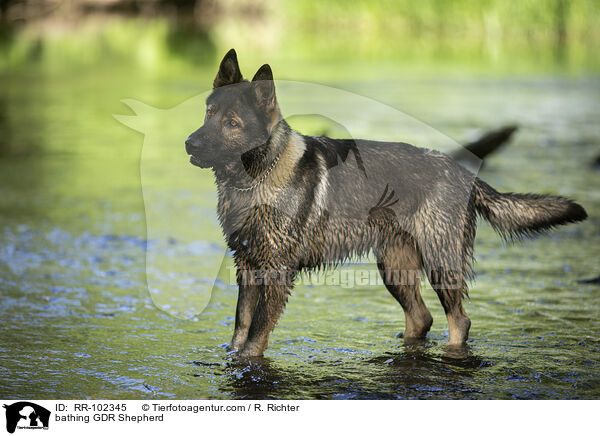bathing GDR Shepherd / RR-102345