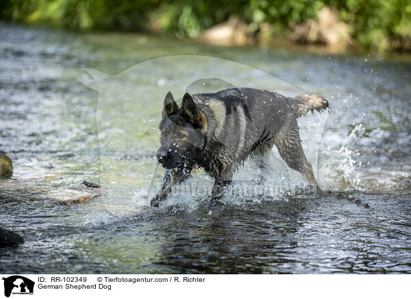 Deutscher Schferhund / German Shepherd Dog / RR-102349