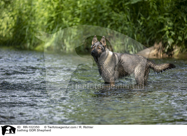bathing GDR Shepherd / RR-102350
