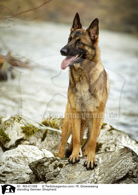 standing German Shepherd / RG-01398