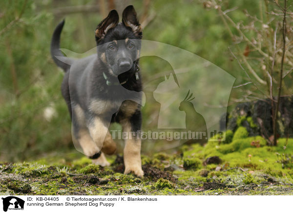 running German Shepherd Dog Puppy / KB-04405
