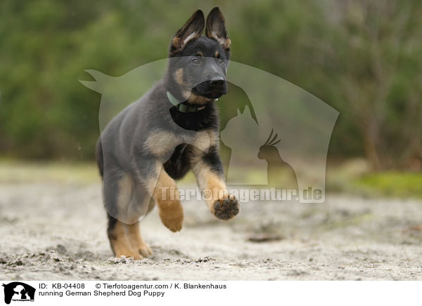 running German Shepherd Dog Puppy / KB-04408