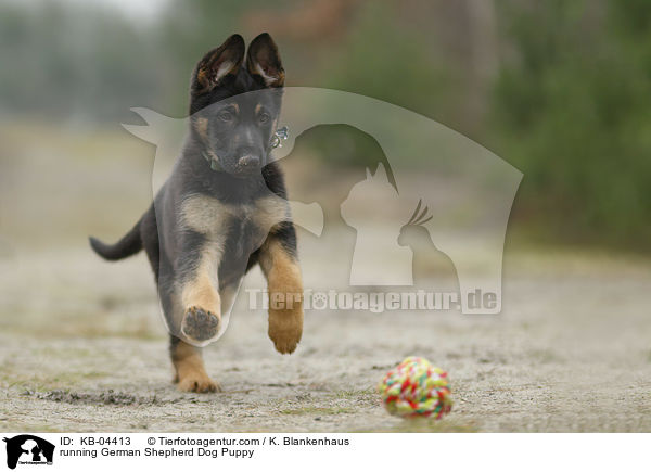running German Shepherd Dog Puppy / KB-04413
