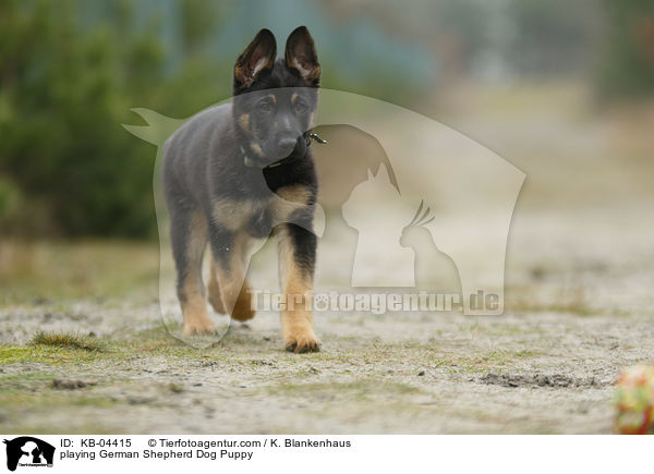 playing German Shepherd Dog Puppy / KB-04415