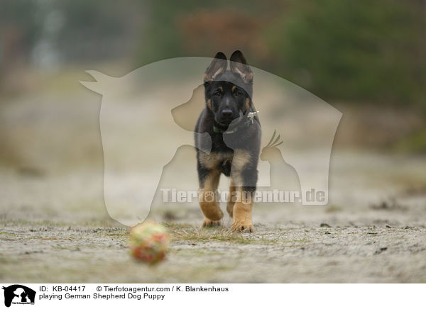 playing German Shepherd Dog Puppy / KB-04417