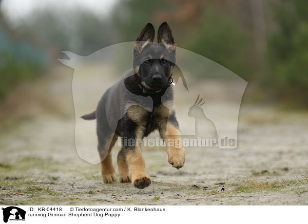 running German Shepherd Dog Puppy / KB-04418