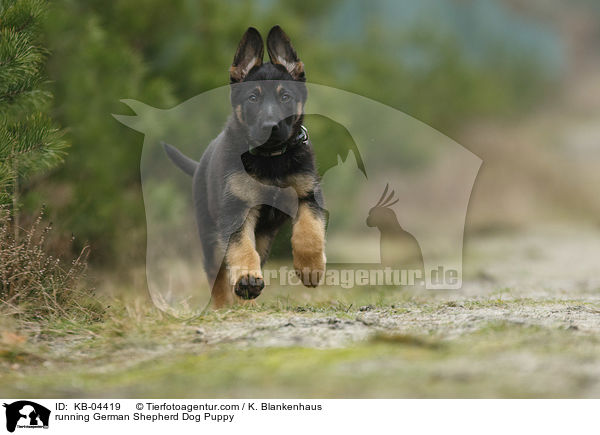 running German Shepherd Dog Puppy / KB-04419