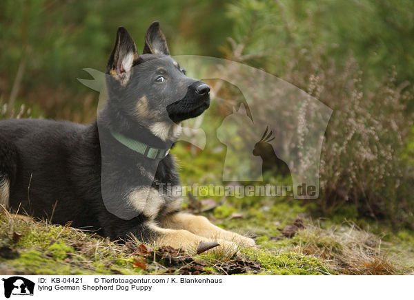 lying German Shepherd Dog Puppy / KB-04421