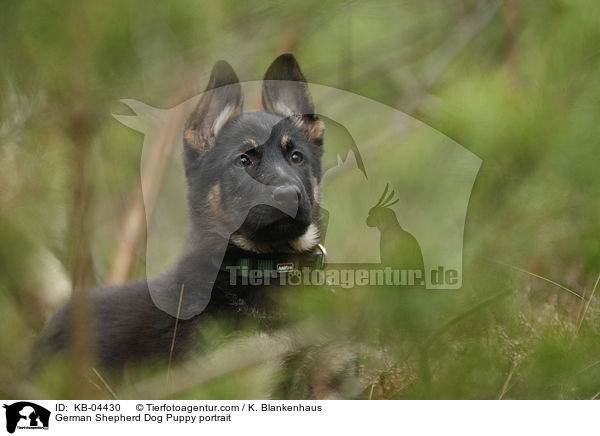 Deutscher Schferhund Welpe Portrait / German Shepherd Dog Puppy portrait / KB-04430