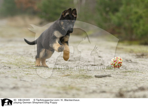 playing German Shepherd Dog Puppy / KB-04445
