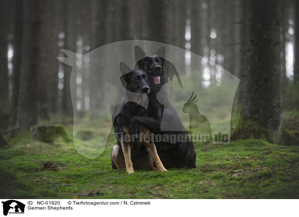 German Shepherds / NC-01820