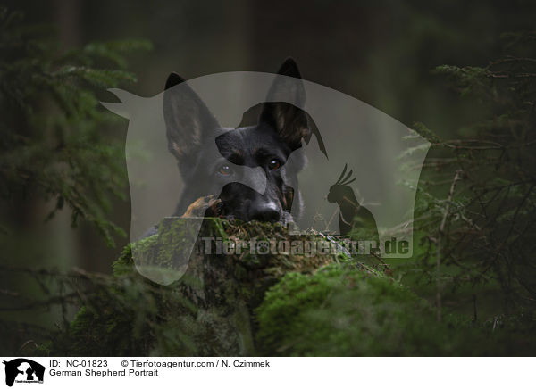 German Shepherd Portrait / NC-01823