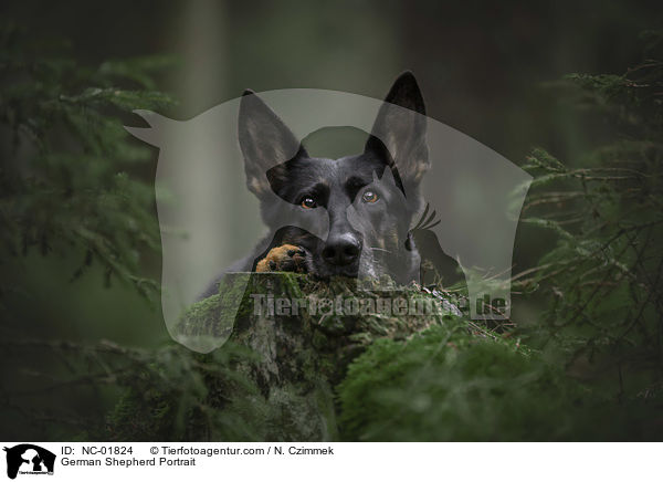 German Shepherd Portrait / NC-01824