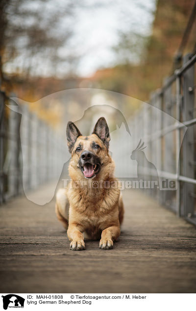liegender Deutscher Schferhund / lying German Shepherd Dog / MAH-01808