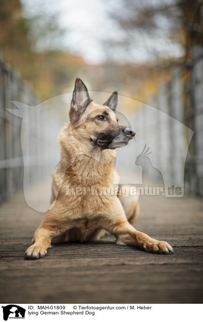 liegender Deutscher Schferhund / lying German Shepherd Dog / MAH-01809