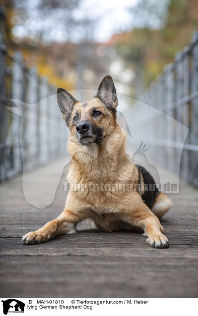lying German Shepherd Dog / MAH-01810