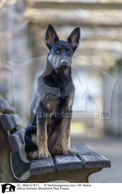 sitting German Shepherd Dog Puppy / MAH-01811