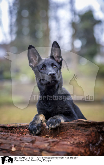 German Shepherd Dog Puppy / MAH-01819