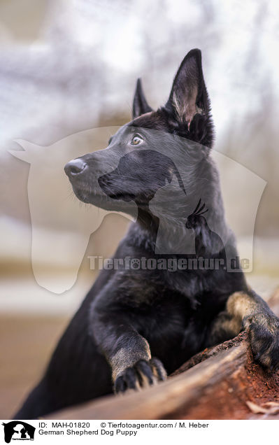 German Shepherd Dog Puppy / MAH-01820