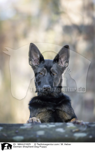 German Shepherd Dog Puppy / MAH-01825
