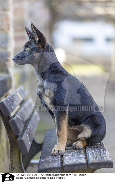 sitting German Shepherd Dog Puppy / MAH-01826