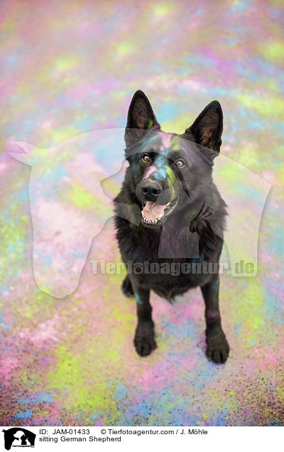 sitting German Shepherd / JAM-01433