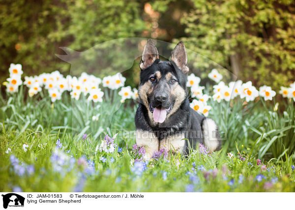lying German Shepherd / JAM-01583