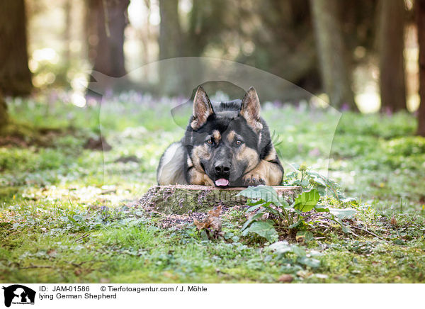 lying German Shepherd / JAM-01586